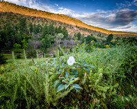 Bandelier National Monument